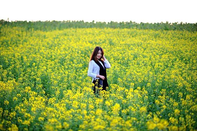 Cánh đồng hoa cải vàng rực rỡ dưới nắng đông