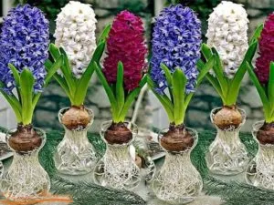 Cận cảnh vẻ đẹp của hoa dạ lan hương, với những cánh hoa bung nở dịu dàng