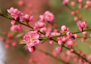 Cành hoa đào tươi thắm, biểu tượng của mùa xuân và sự khởi đầu mới