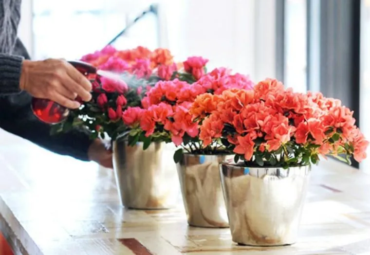 Chăm sóc hoa đỗ quyên nở rộ, niềm vui của người yêu hoa