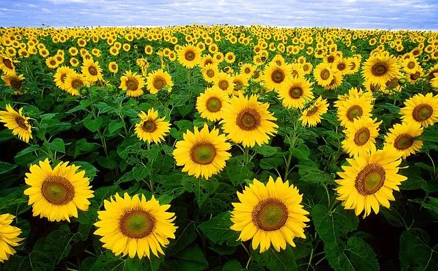 Cánh đồng hoa hướng dương vàng rực dưới nắng hè