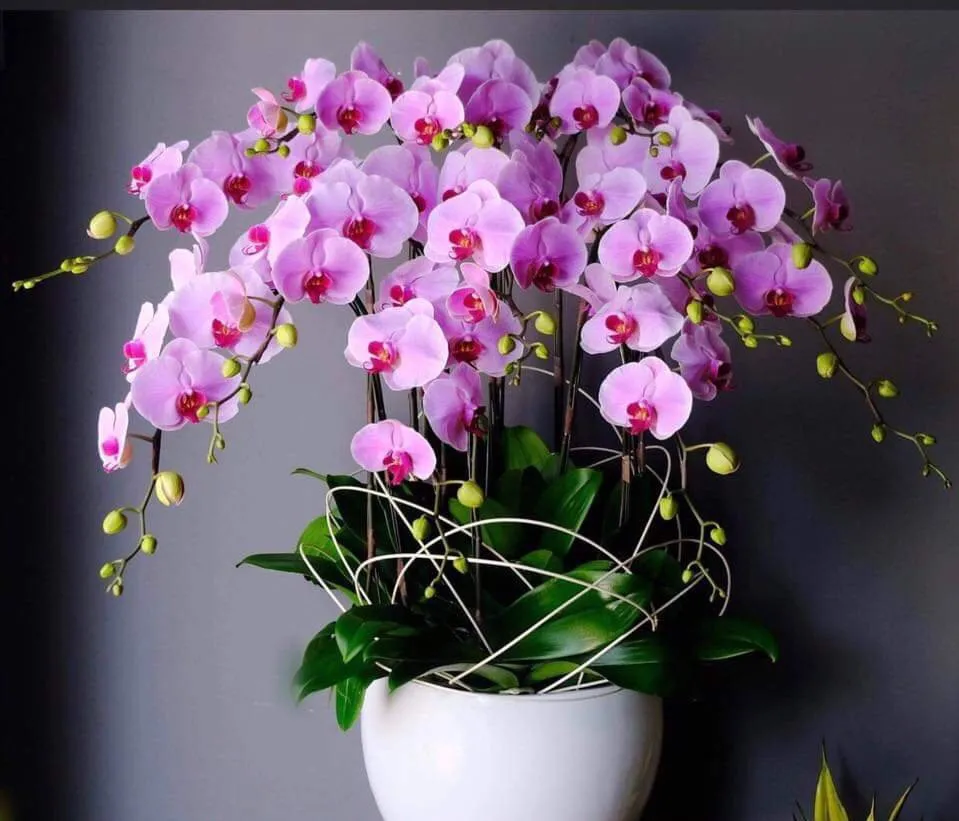 Vẻ đẹp kiêu sa của hoa lan hồ điệp đỏ, biểu tượng của may mắn và viên mãn
