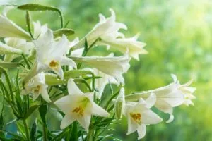 Những bông hoa loa kèn trắng tinh khôi, tượng trưng cho sự hòa hợp và hạnh phúc