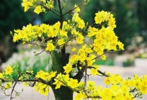 Cành hoa mai vàng rực rỡ, báo hiệu một mùa xuân an lành và thịnh vượng