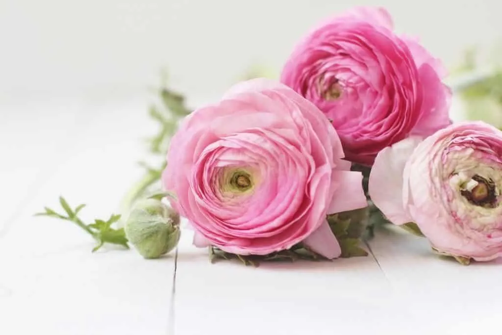 Vẻ đẹp tinh tế của hoa mao lương, biểu tượng của tình yêu và hạnh phúc