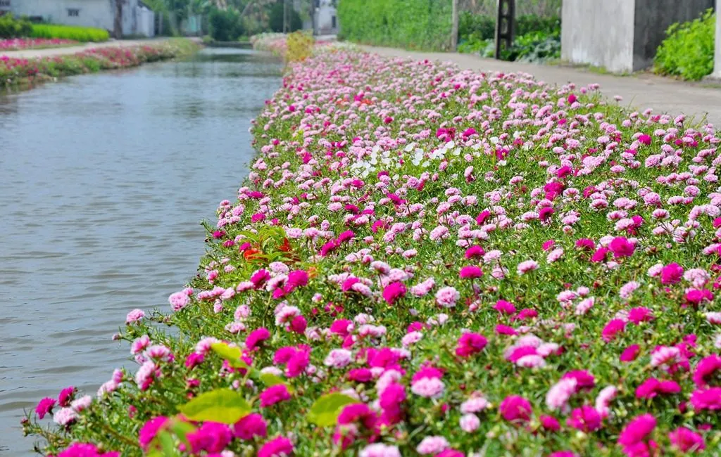 Những bông hoa mười giờ rực rỡ sắc màu, biểu tượng của sự hồn nhiên và kiên cường