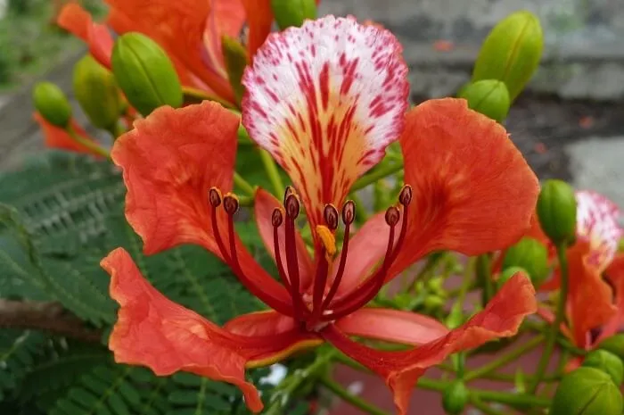 Hoa phượng có 5 cánh, 4 cánh dài và 1 cánh lớn hơn có đốm trắng