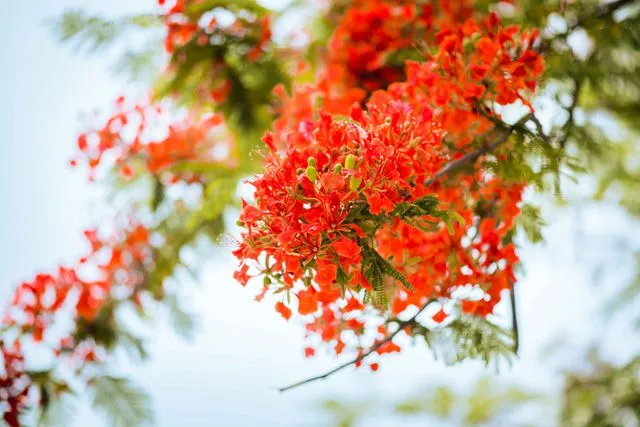 Hoa phượng vĩ đỏ rực báo hiệu mùa hè về