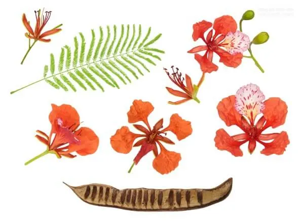 Cây hoa phượng vĩ thân gỗ, tán lá rộng