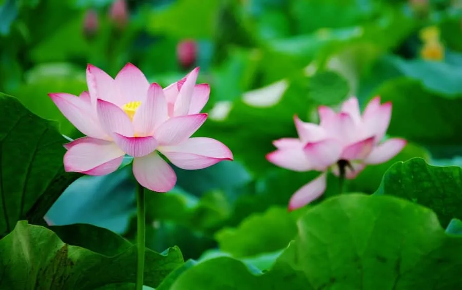 Hoa sen hồng đang hé nở giữa đầm nước