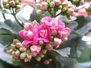 Chậu hoa sống đời rực rỡ sắc màu, tượng trưng cho sức khỏe và sự bền vững
