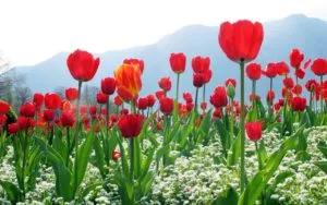 Cánh đồng hoa tulip khoe sắc rực rỡ, biểu tượng của tình yêu và vẻ đẹp hoàn mỹ