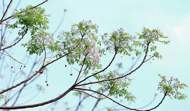 Chùm hoa xoan tím dịu dàng nở rộ vào mùa thu