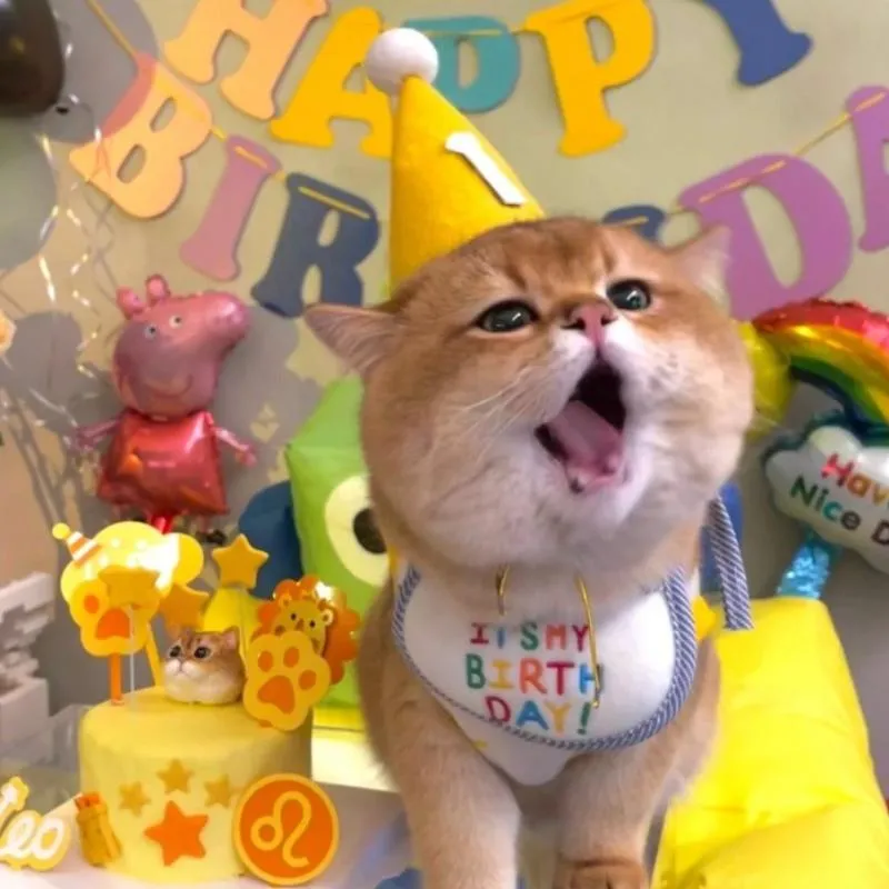 Meme dễ thương mừng sinh nhật đừng kỳ vọng có quà