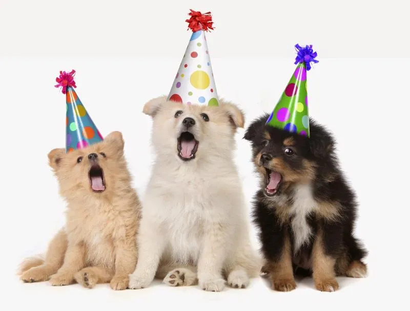 Meme mừng sinh nhật siêu cute chúc mừng sinh nhật người hay cằn nhằn nhất năm