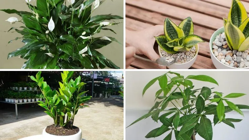 Một số loại cây cảnh phong thủy mang lại may mắn cho Nhâm Tuất 1982 như Lan Ý, Lưỡi Hổ, Kim Tiền, Kim Ngân.