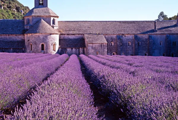 Cánh đồng hoa oải hương (Lavender) tím biếc, biểu tượng của sự thanh lịch và thư thái