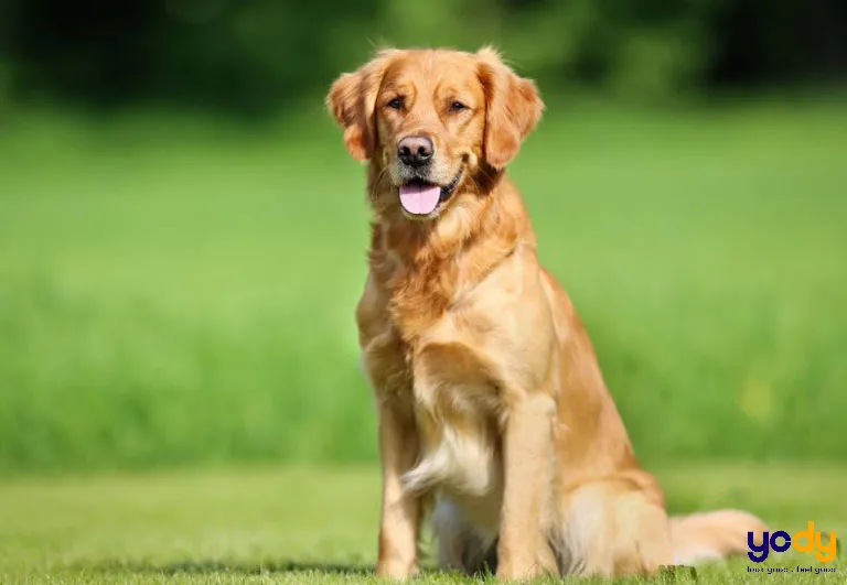 Tuổi Quý Mão 1963 hợp với tuổi Mùi, Tuất và Hợi