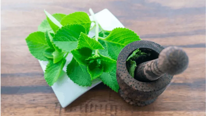 Dầu húng chanh và các lợi ích tuyệt vời cho sức khỏe