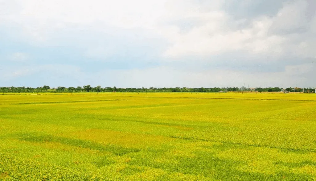 Cánh đồng lúa chín vàng rực trong nắng sớm