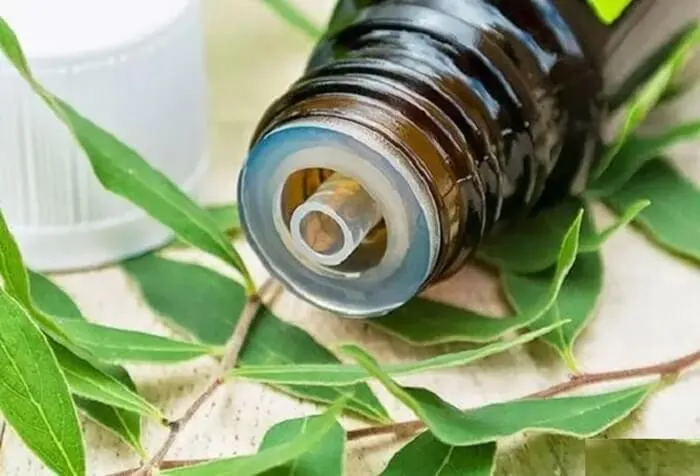 Cây tràm trà và tràm gió - Nguồn gốc của tinh dầu tràm Huế