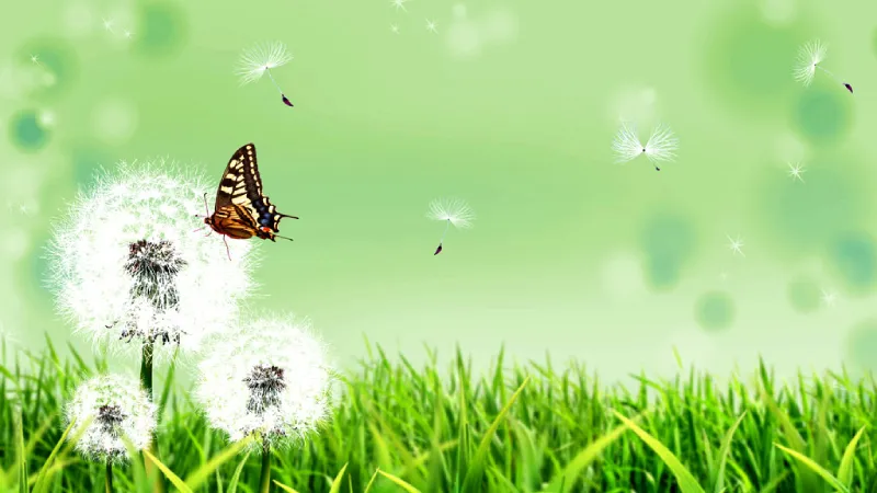 Cánh bướm nhẹ nhàng đậu trên bông bồ công anh, hòa mình vào thiên nhiên.