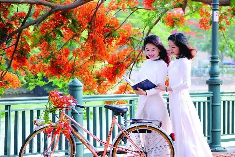 Hoa phượng nở báo hiệu mùa hè và kỷ niệm học trò