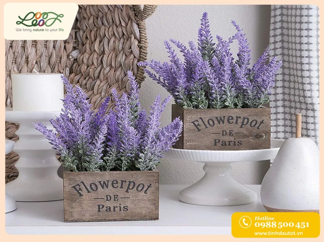 Cánh đồng hoa lavender tím ngát hương