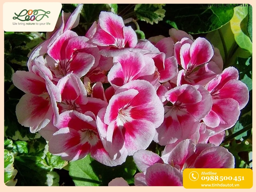Chậu hoa phong lữ thảo đỏ rực rỡ