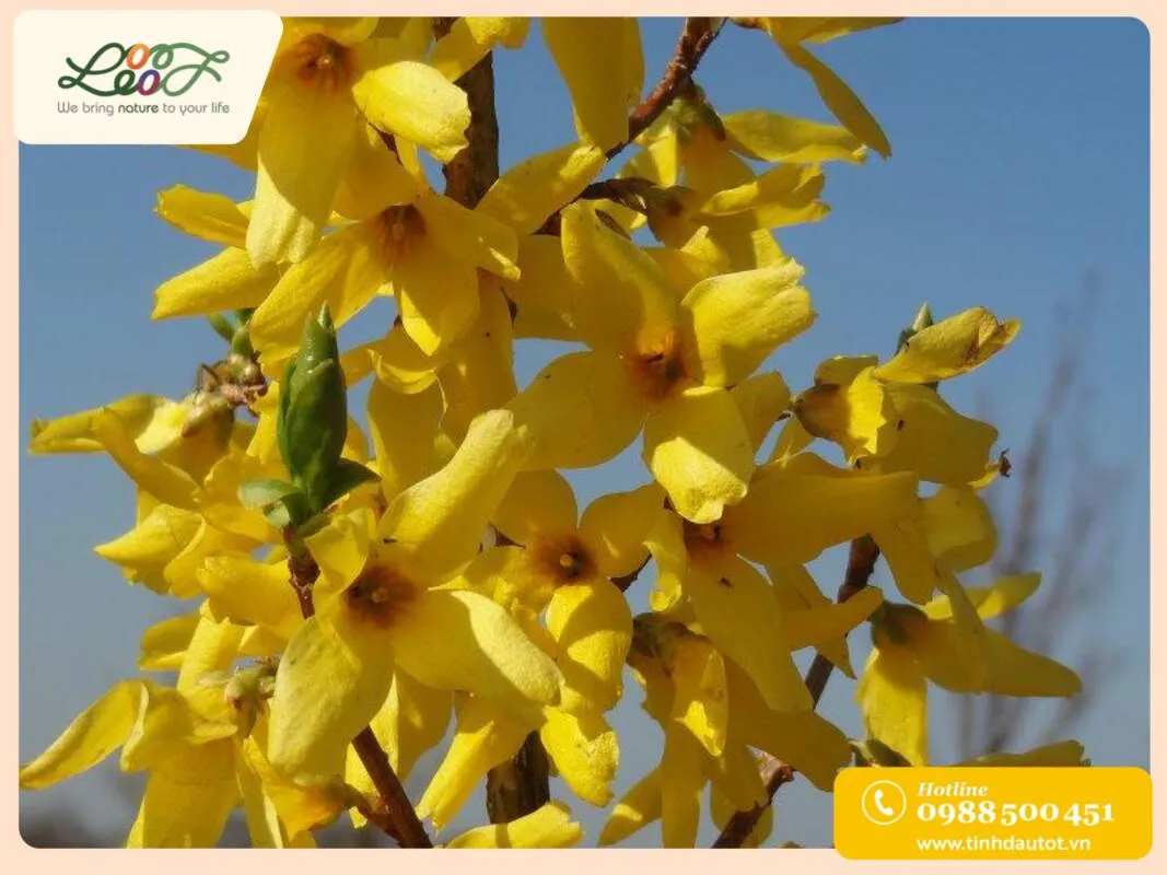 Cây lan hoàng dương với chuỗi hoa vàng rực rỡ
