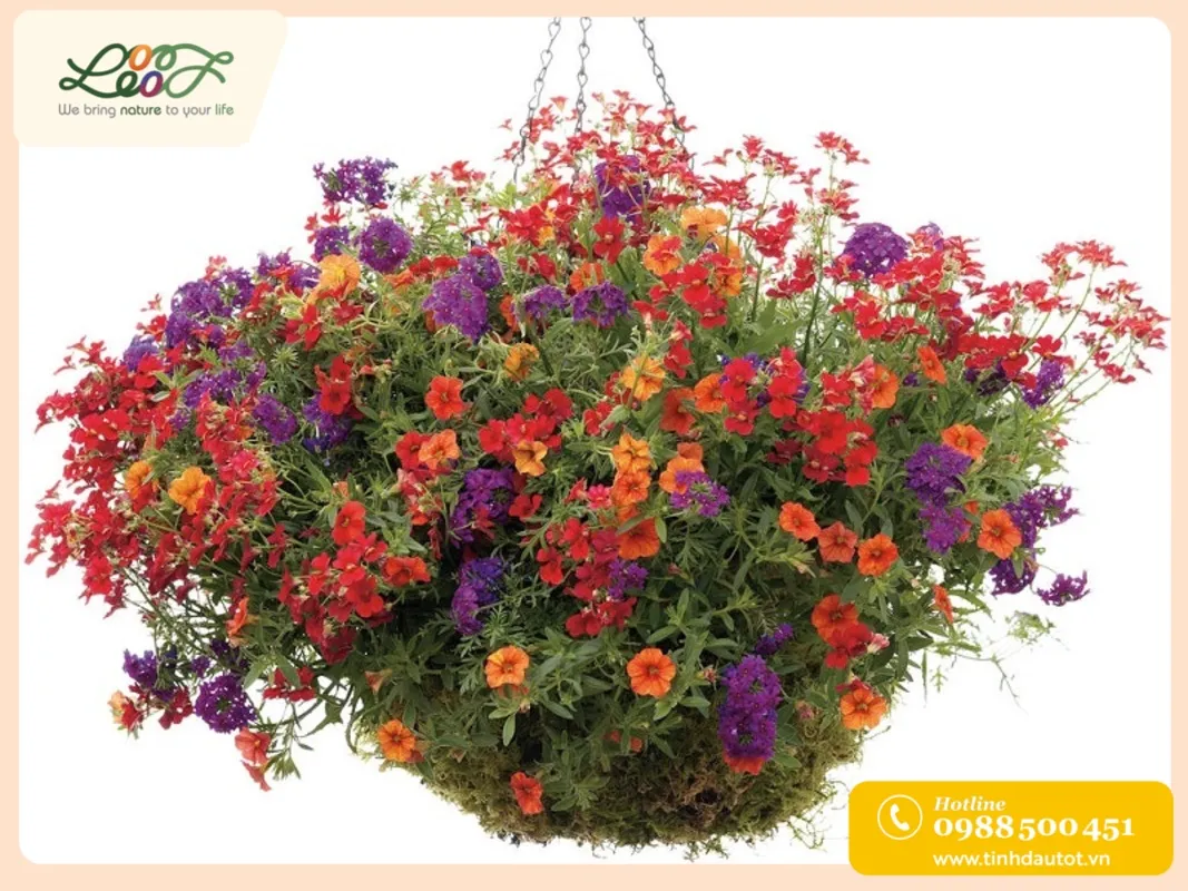 Hoa triệu chuông đủ màu sắc nở rộ