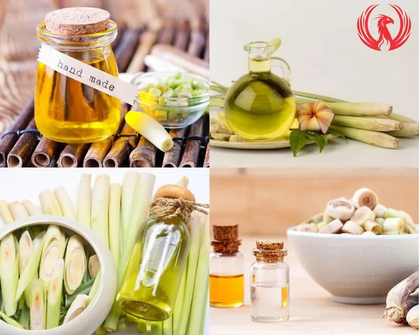 Củ sả tươi là nguyên liệu chính để tự làm tinh dầu sả dưỡng da tại nhà