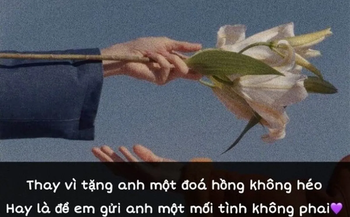 Bó hoa hồng hồng tươi thắm minh họa STT thả thính lãng mạn về hoa