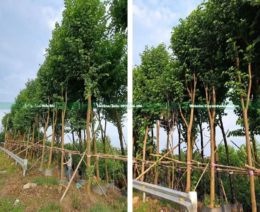 Hoa ban trắng tinh khôi tô điểm cho công trình kiến trúc hiện đại, mang vẻ đẹp Tây Bắc đến mọi miền.