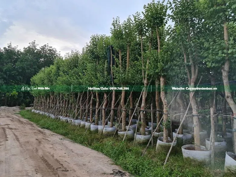 Cây ban trắng con trong vườn ươm, được ủ bầu cẩn thận để chuẩn bị trồng.