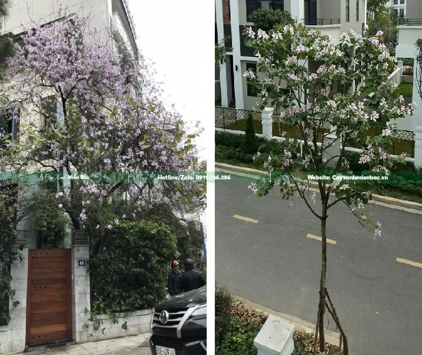 Cây ban trắng Tây Bắc được trồng trong khuôn viên nhà ở, mang lại vẻ đẹp tự nhiên và sự hài hòa phong thủy.