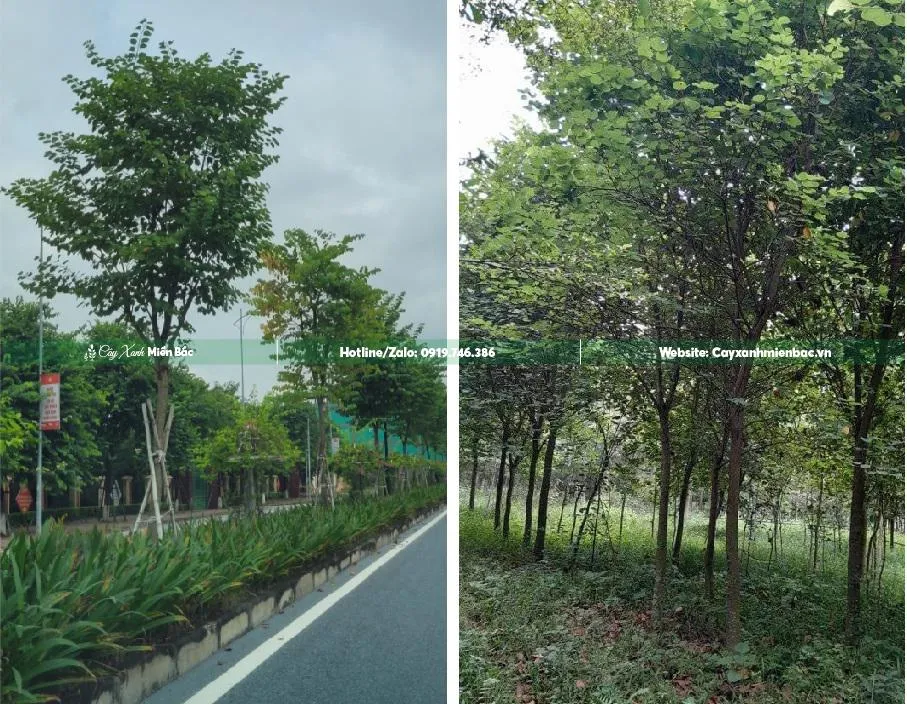Cây ban trắng Tây Bắc với tán lá rộng và hoa rực rỡ, lý tưởng để tạo bóng mát và thanh lọc không khí.
