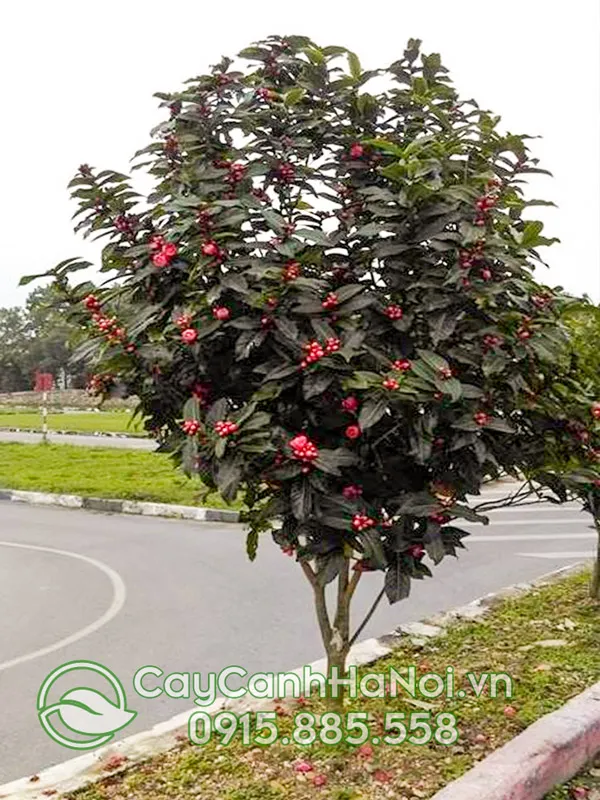 Hình ảnh hoa hải đường với những cánh hoa mọng nước