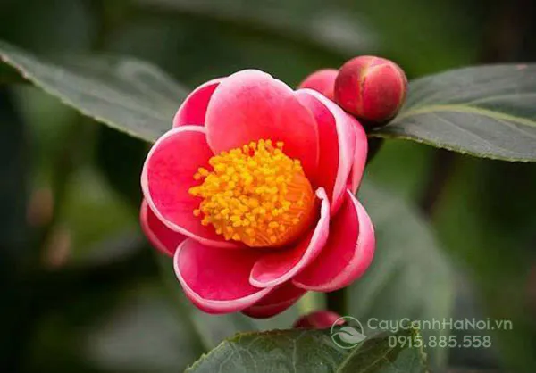 Hoa hải đường nở rộ trên cây