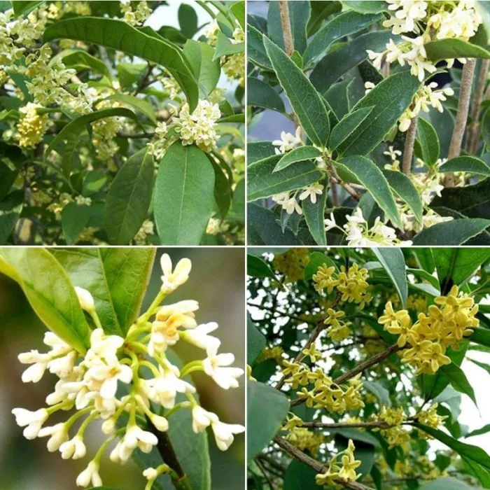 Hoa mộc hương