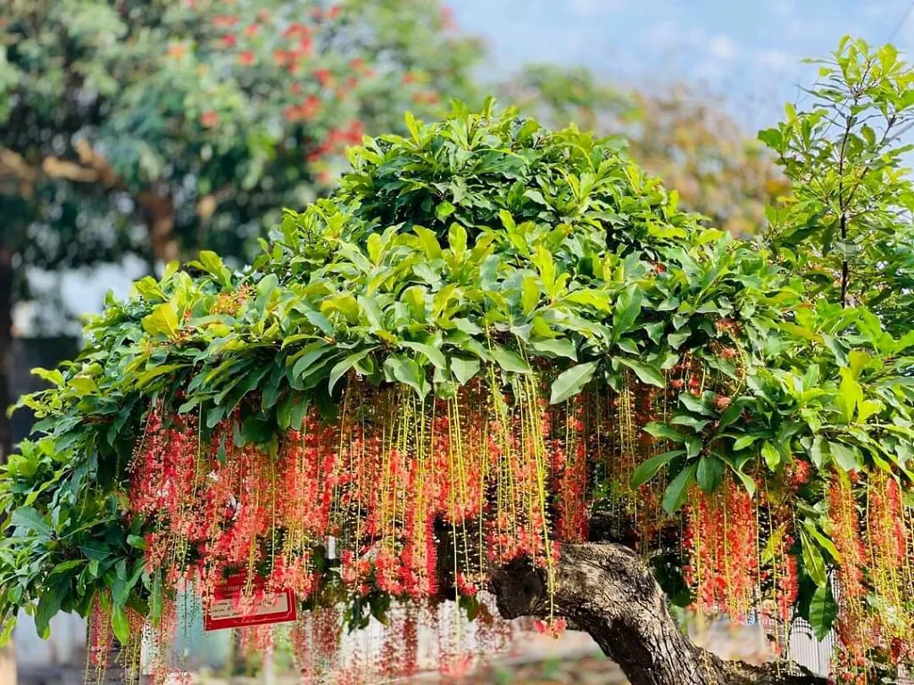 Cây lộc vừng
