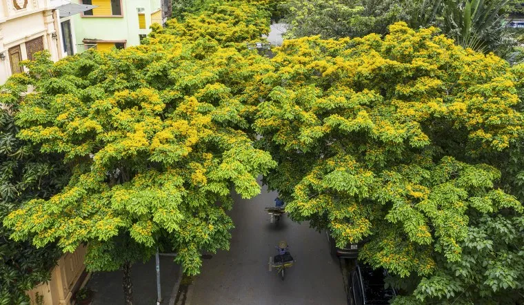 Chú ý điều kiện môi trường để cây phát triển tốt nhất