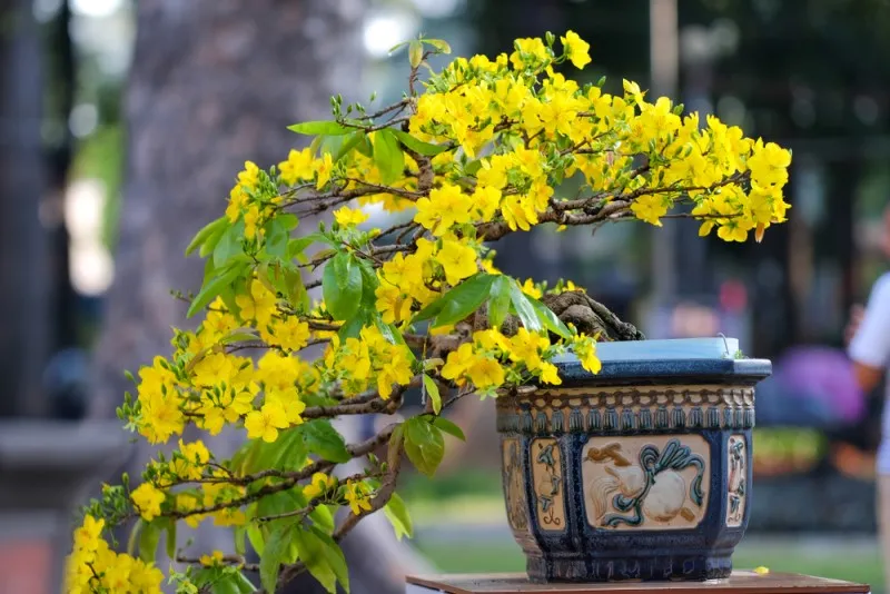 chậu bonsai hoa mai đẹp