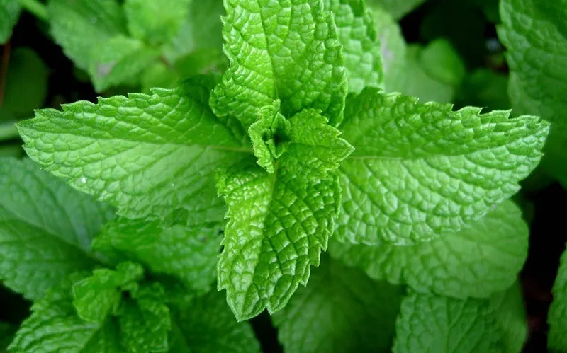 Peppermint (Mentha Piperita)