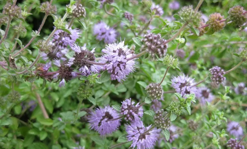 Pennyroyal mint (Mentha Pulegium)
