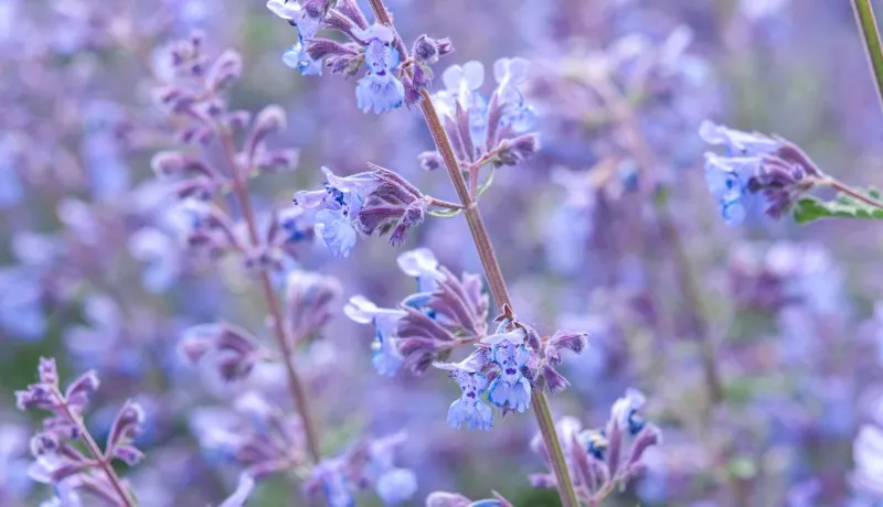 Catmint (Nepeta Mussinii)