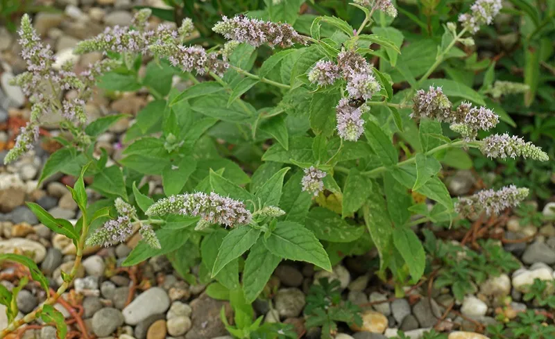 Mentha Longifolia