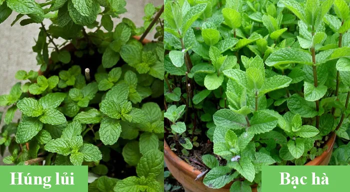 Nhận biết dựa vào hình dạng cây