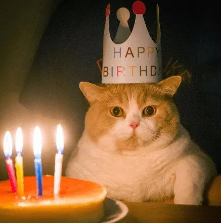 Meme cười lên nào, vì sau đó sẽ khóc vì meme với hình ảnh và biểu cảm &quot;bi quan&quot;