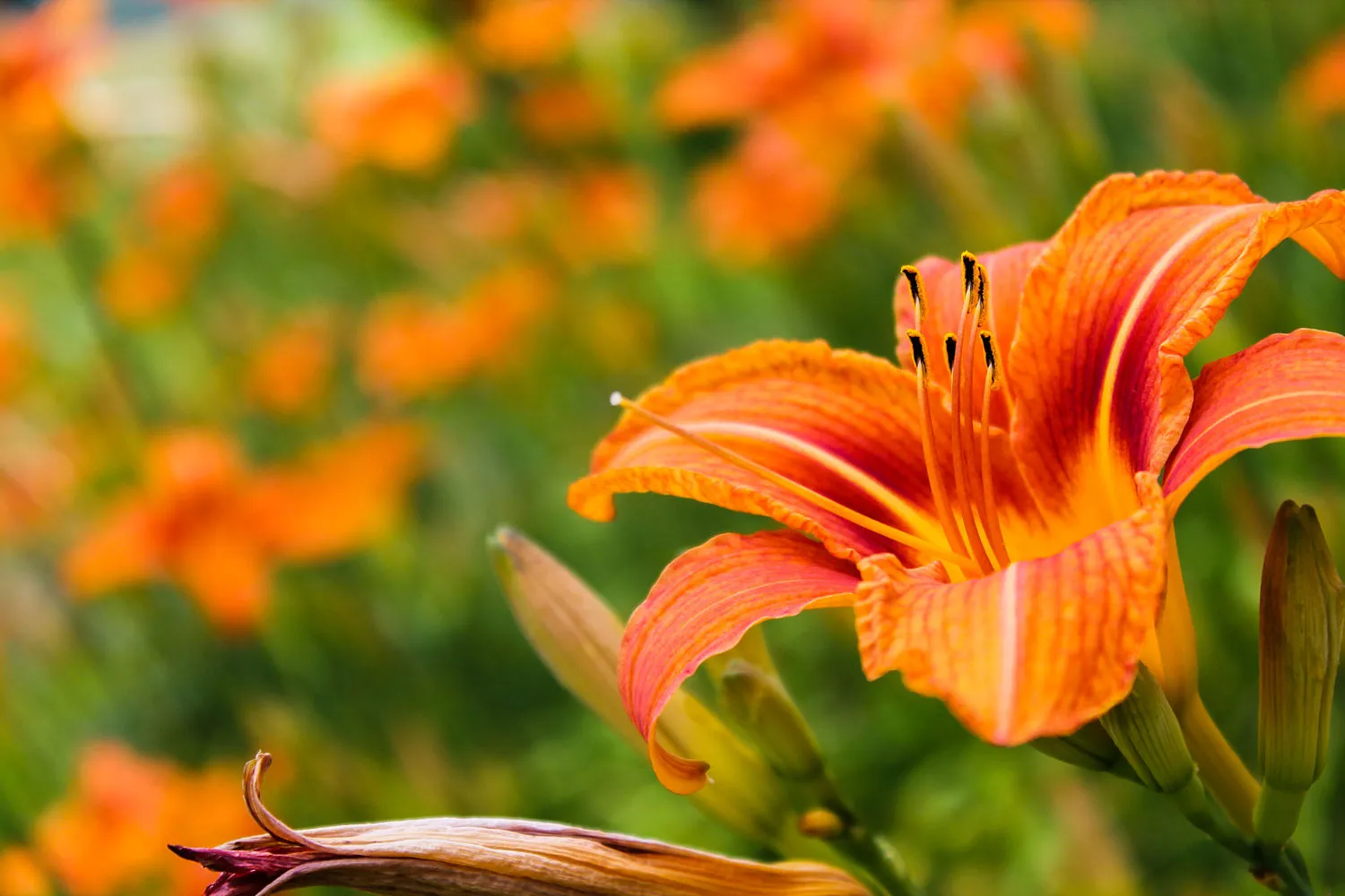 Hoa Daylily mang ý nghĩa về tình cảm lứa đôi